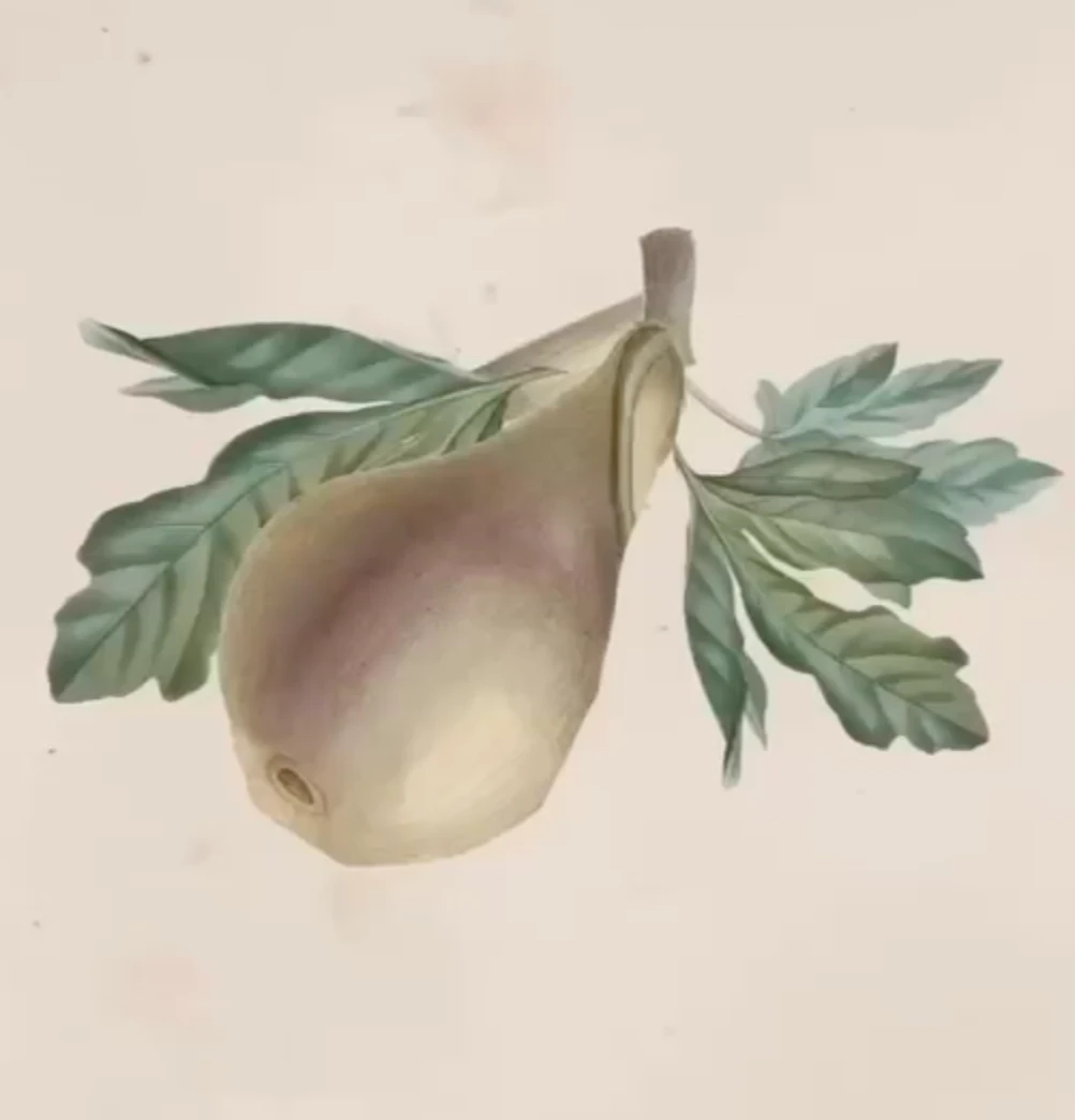 Pyrus communis, antique illustration